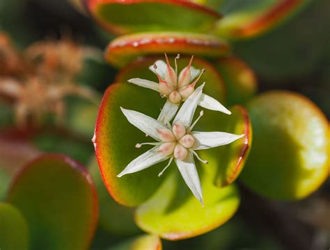How Does Jade Flower Reproduce And Survive