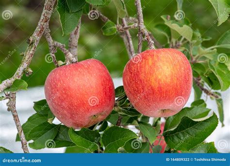 Delicious Fuji Apples in Japanese Orchard. Stock Photo - Image of fruit ...
