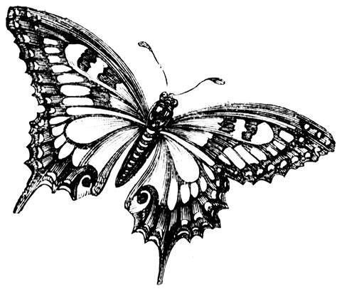 butterfly drawing black and white