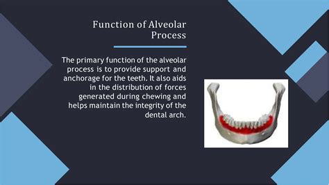 alveolar processes in mandible and tooth.pptx