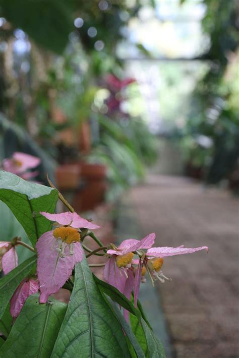 Dalechampia spathulata | Stellenbosch University Botanical Garden ...