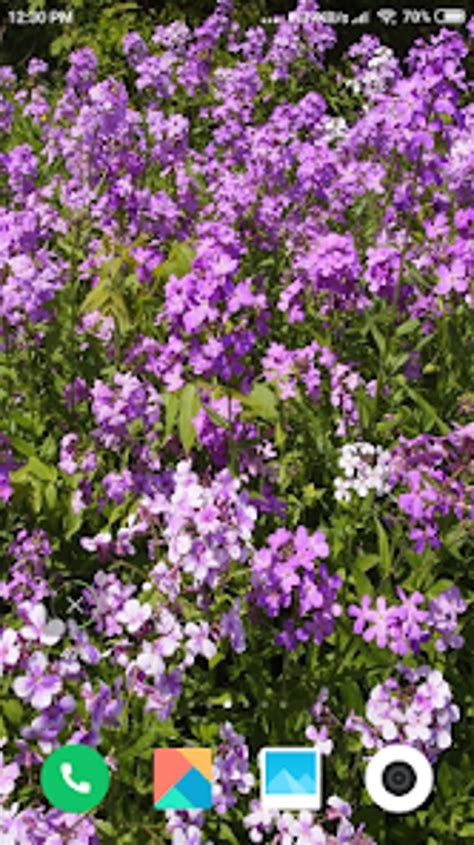 Flower Tree 的图像结果