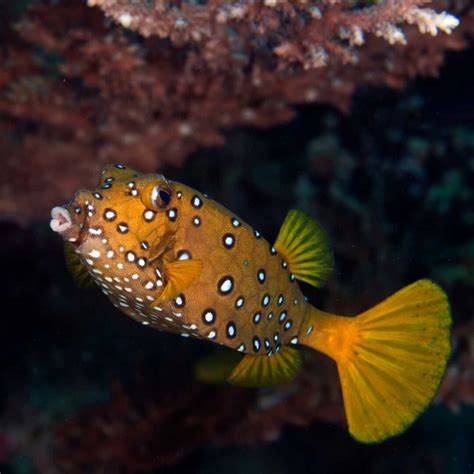 Image result for Boxfish Facts
