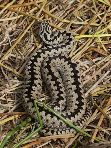 Image result for Snake Catching Adders