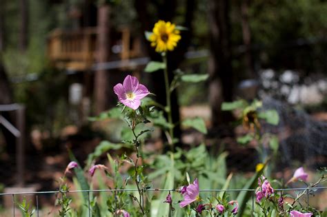 Flower 的图像结果