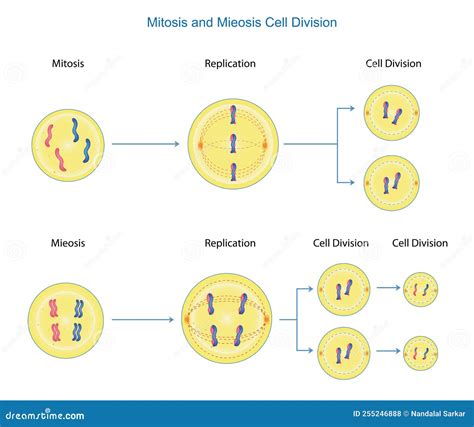Image result for Cell Division Process