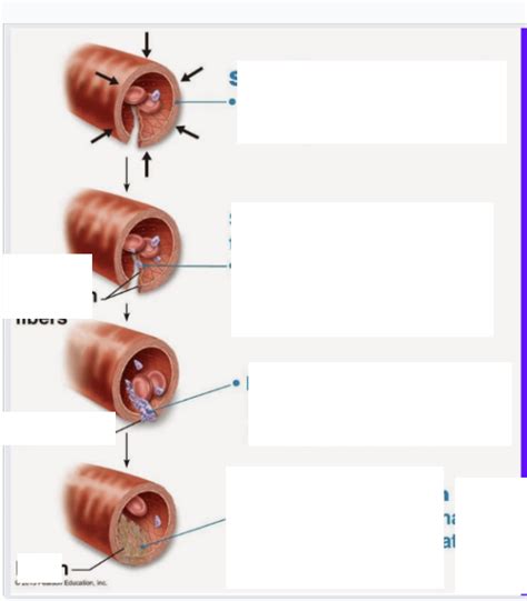 Blood cell clotting positive feedback loop NO STUDY Diagram | Quizlet