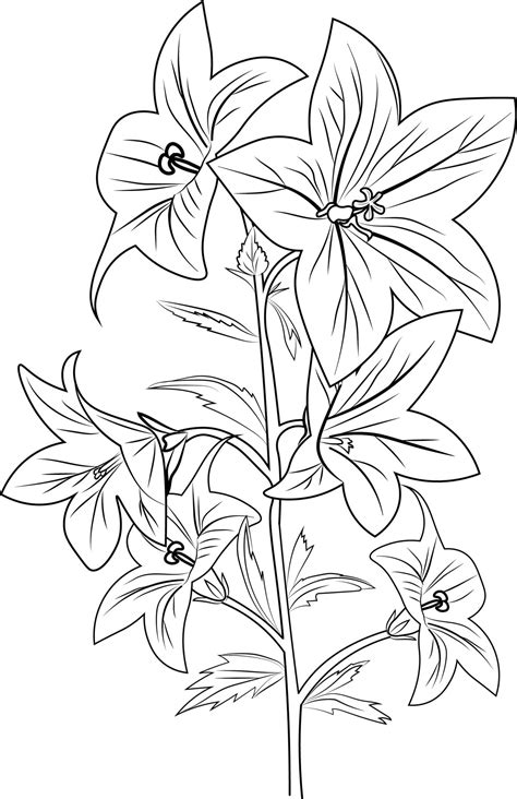 Unleash Your Creativity with Flower Coloring Pages for Adults