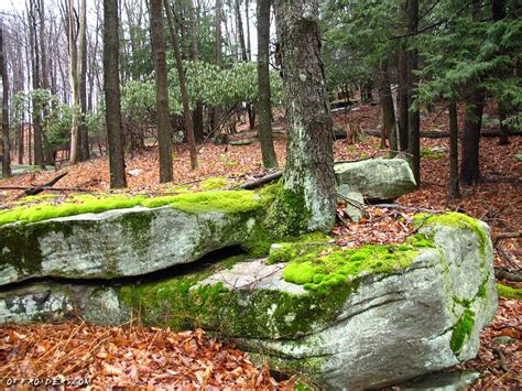 Image result for Primary Succession Examples