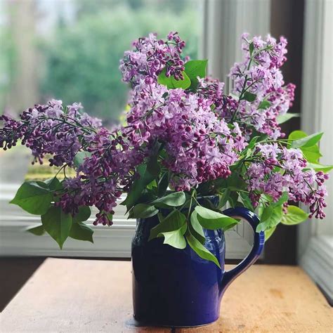 Lilac flower meaning, origins, and other interesting facts