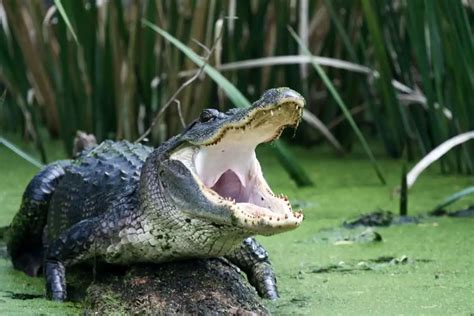 Image result for How Fast Is a Gator
