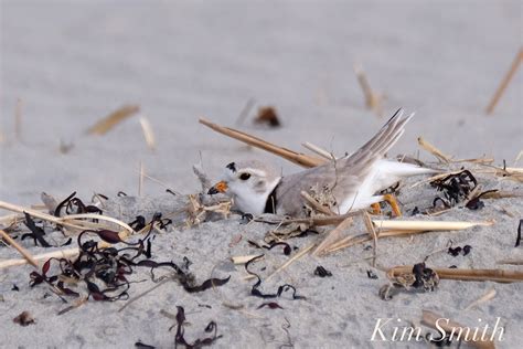 THE GOOD HARBOR BEACH PARKING LOT PLOVERS – The story of a remarkably ...