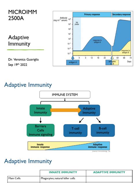 Image result for Understanding How Adaptive Immunity Works