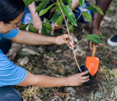 Forestry 的图像结果