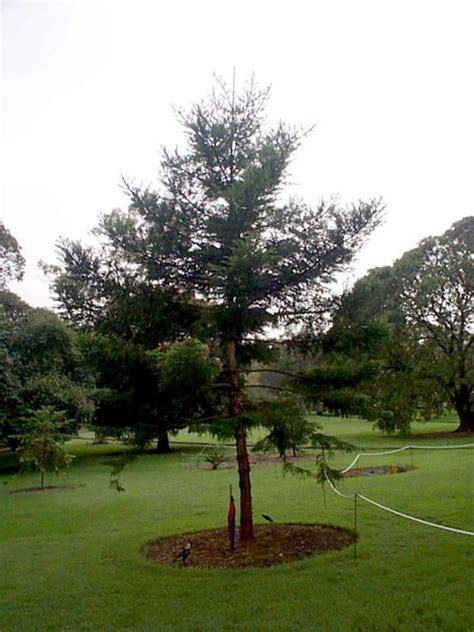 Araucaria cunninghamii - Hoop Pine | Royal Botanic Garden Sydney