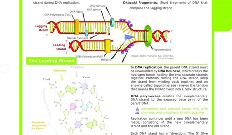 Image result for DNA Fingerprinting Lab Worksheet Printable