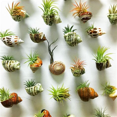 Air Plants Decor, Hanging Air Plants, House Plants Decor, Indoor Plants ...