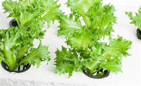 Image result for Krakey System Using Miracle Grow