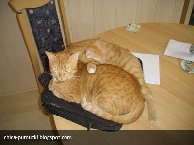 Sanatçılar en çok KEDİ sever - Kedi Resimleri (5. Katalog) - Sayfa 17