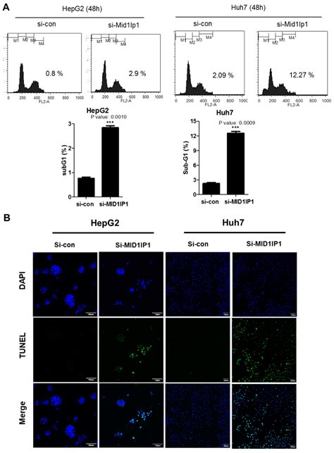 Colocalization of MID1IP1 and c-Myc is Critically Involved in Liver ...
