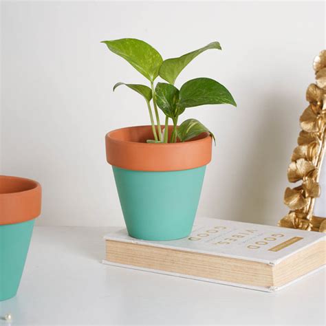 Brown Rim Green Clay Pot Set Of 2 Online - Premium Planter | Nestasia
