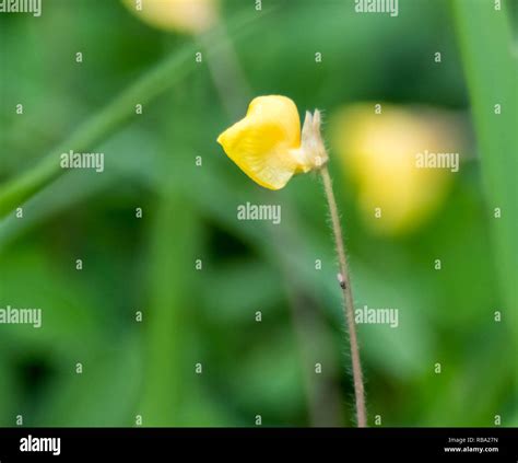 Macro photography of a No-see-ums fly (Ceratopogonidae) on a grass ...