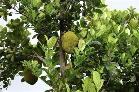 Giant Jackfruit Tree