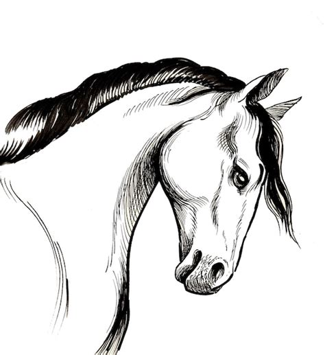 Images de Dessin Tete Cheval Profil | Freepik
