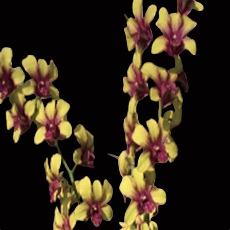 Dendrobium Orchid Plant (Anucha Flare x Burana Green) # 1573 - Seedlin