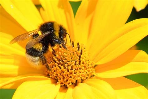 Bees On Yellow Flowers