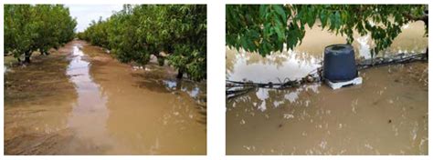Impact of a DANA Event on the Thermal Response of Nectarine Trees