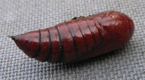 Interesting (To Us) Photos From The Garden