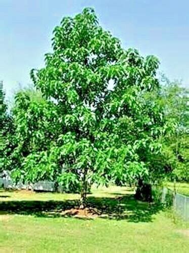 50 Royal Empress (Paulownia tomentosa) Seeds India | Ubuy