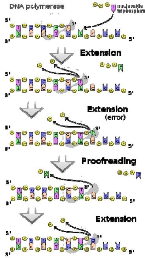 Image result for DNA Polymerization