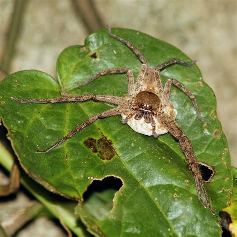 Pantropical Huntsman Spider from 685 Yona, Kunigami, Kunigami District ...