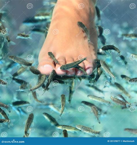 Fish spa pedicure stock image. Image of hygiene, care - 20129877
