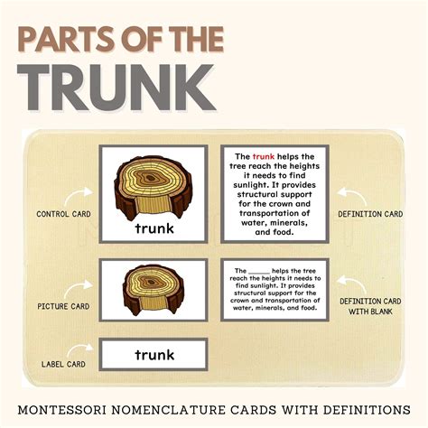 What Are The Parts Of The Trunk at Donna Champion blog