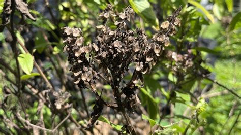 Image result for Tree Crown Rot