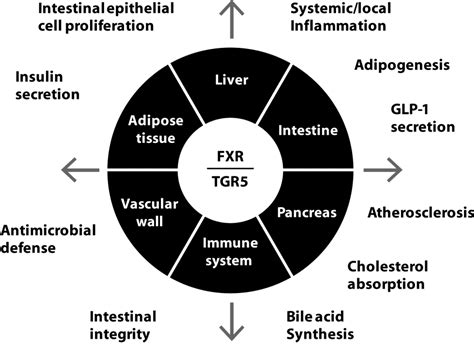 The Gut Microbiota as a Therapeutic Target in IBD and Metabolic Disease ...