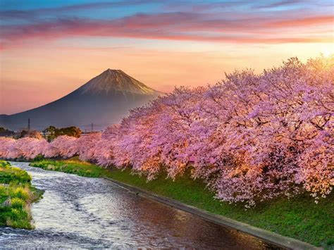 Cherry Blossom Japan 的图像结果