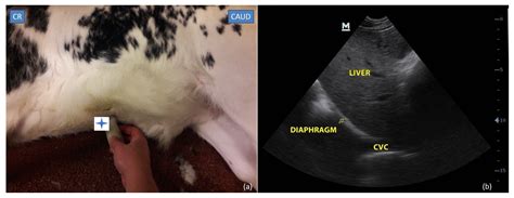 Ultrasonographical Assessment of Caudal Vena Cava Size through ...
