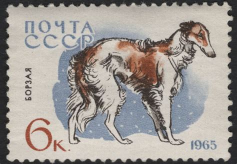 SCG11080 - Soviet Union (USSR) – 1965 Native Dog Breeds Issue (Borzoi ...