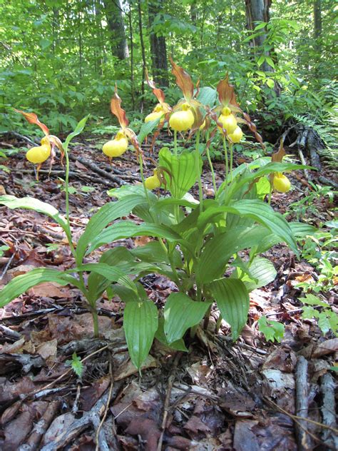 Facts and benefits of Lady’s Slipper - Health Benefits
