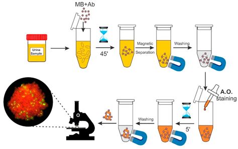 Direct, Rapid Detection of Pathogens from Urine Samples