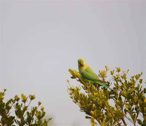 Image result for Simple Parrot Treets