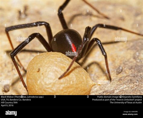 A close-up image of a Black Widow spider (Latrodectus spp.) displaying ...