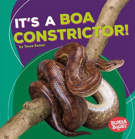 Image result for Boa Constrictor vs Python