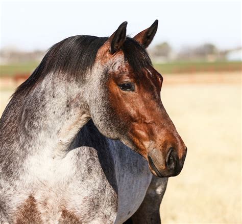 What Color Is A Bay Roan Horse at Archer Ruth blog