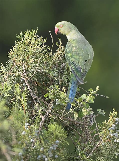 Rose-Ringed Parakeet | President of India