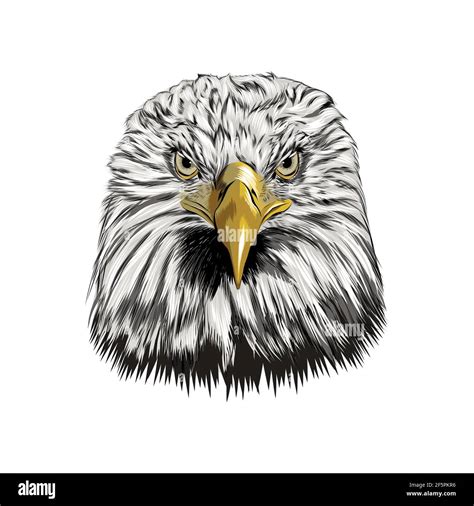 Realistic Eagle Head Drawings Bald Eagle Head Metal Art Steel Sign